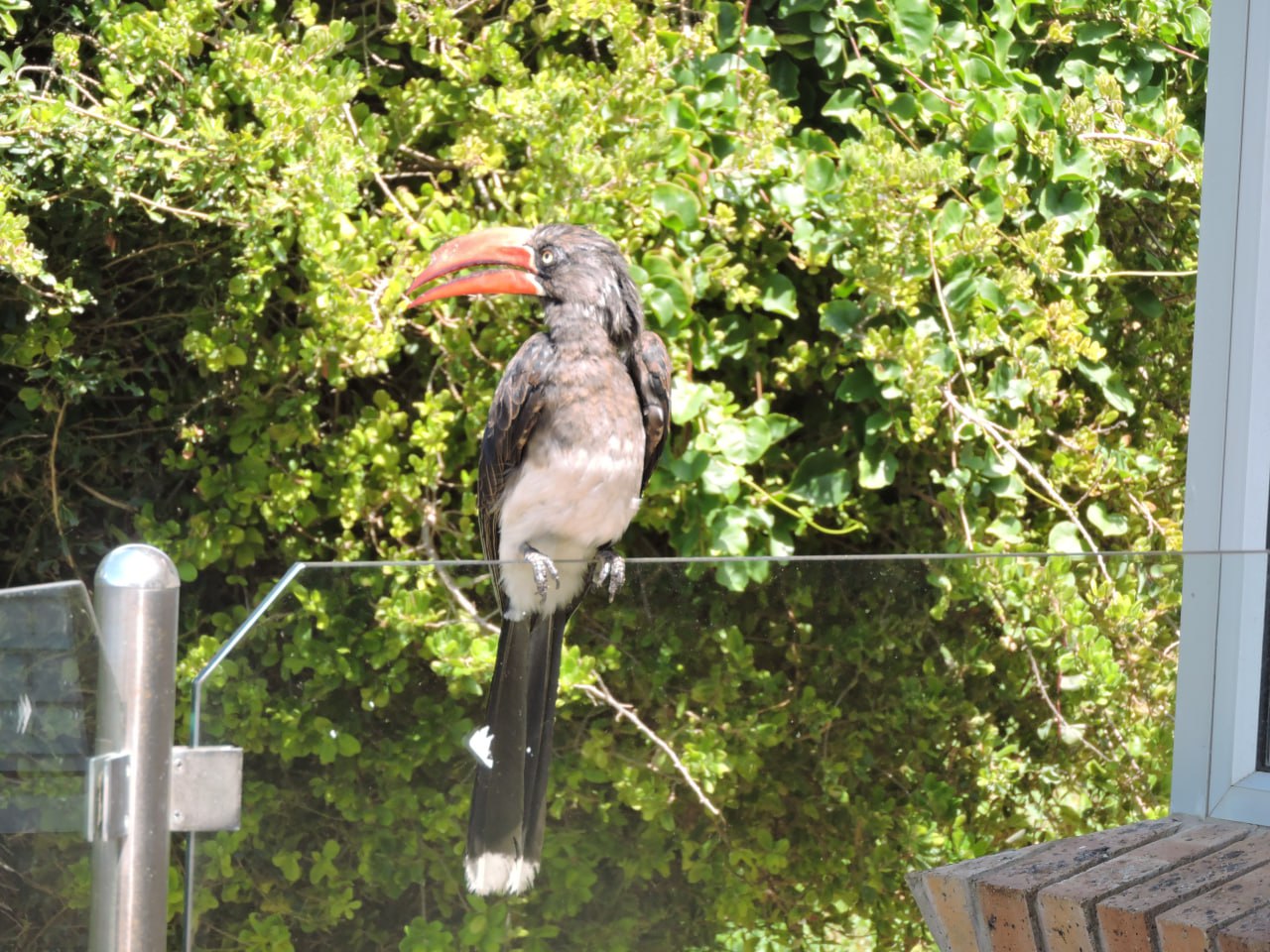 Hornbill